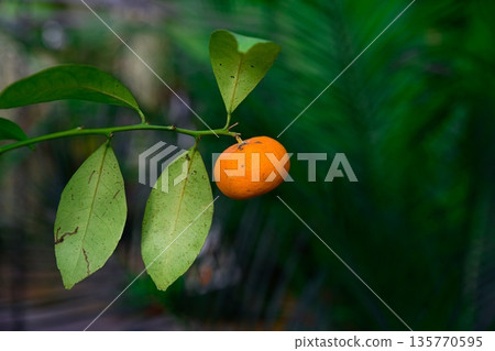 Close view of a ripe clementine hanging from a branch with green leaves. Natural citrus growth and fresh harvest concept. 135770595