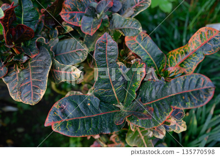 Tropical ornamental foliage of croton Codiaeum variegatum with broad variegated leaves and vivid veins used for decorative plant design 135770598