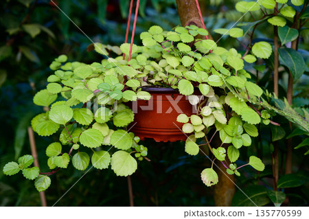 Medium close view of Plectranthus verticillatus with bright green rounded leaves forming dense trailing foliage in a hanging pot outdoors Medium close view of Plectranthus verticillatus with bright green rounded leaves forming dense trailing foliage in a hanging pot outdoors 135770599