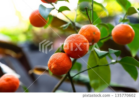 Rangpur lime fruits clustered on a branch with glossy leaves. Macro style view showing texture and color of ornamental citrus plant Rangpur lime fruits clustered on a branch with glossy leaves. Macro style view showing texture and color of ornamental citrus plant 135770602