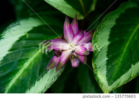 Close up of Calathea Mia flower with delicate pink bracts surrounded by patterned green leaves tropical ornamental plant natural background 135770603