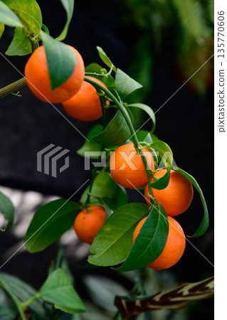 Close up of Pavlovsky bitter orange fruits Citrus aurantium on branch with smooth peel and green leaves in natural garden setting Close up of Pavlovsky bitter orange fruits Citrus aurantium on branch with smooth peel and green leaves in natural garden setting 135770606
