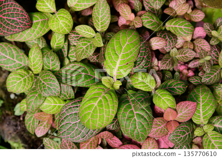 Top view of fittonia albivenis with green leaves and vivid pink veins forming dense tropical foliage pattern decorative botanical texture Top view of fittonia albivenis with green leaves and vivid pink veins forming dense tropical foliage pattern decorative botanical texture 135770610