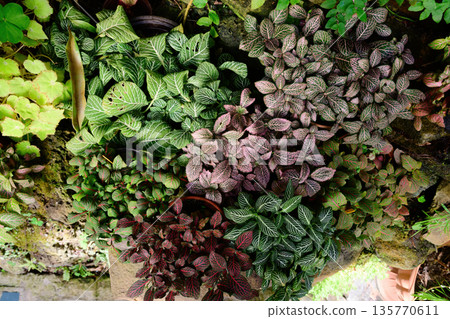 Top view of colorful fittonia plants with white pink and red veined leaves growing together creating a vibrant tropical foliage pattern Top view of colorful fittonia plants with white pink and red veined leaves growing together creating a vibrant tropical foliage pattern 135770611