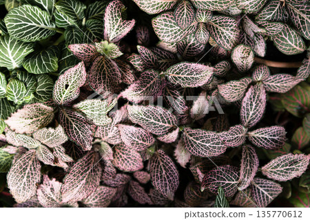Top view of fittonia albivenis with pale pink veined leaves forming soft pastel tropical foliage texture decorative botanical background Top view of fittonia albivenis with pale pink veined leaves forming soft pastel tropical foliage texture decorative botanical background 135770612
