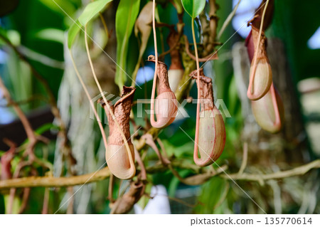 Close up of Nepenthes pitcher plant with withered dried traps hanging among green leaves. Tropical carnivorous foliage showing aging and natural decay. 135770614