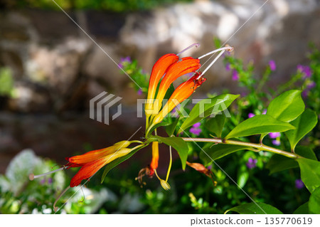Close up of Aeschynanthus speciosus flower with bright orange tubular bloom and glossy green leaves. Tropical houseplant detail with vivid color. Close up of Aeschynanthus speciosus flower with bright orange tubular bloom and glossy green leaves. Tropical houseplant detail with vivid color. 135770619