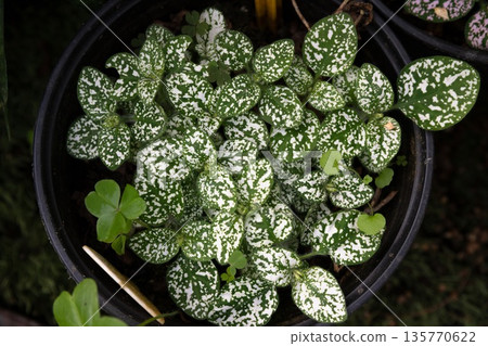 Top view of green Hypoestes phyllostachya plant growing in a pot. Decorative houseplant foliage with dense leaves and natural tropical texture. Top view of green Hypoestes phyllostachya plant growing in a pot. Decorative houseplant foliage with dense leaves and natural tropical texture. 135770622