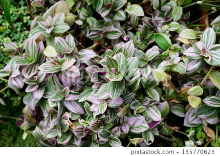 Close up of Tradescantia fluminensis Pink Hill foliage with soft pink and green tones. Decorative houseplant leaves showing delicate color and texture. 135770623