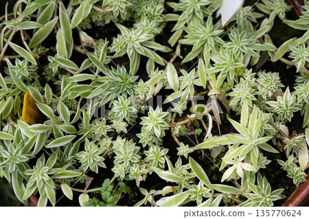 Close up of Sedum lineare Variegatum foliage with narrow green leaves edged in cream. Decorative succulent groundcover showing fine texture and growth. Close up of Sedum lineare Variegatum foliage with narrow green leaves edged in cream. Decorative succulent groundcover showing fine texture and growth. 135770624
