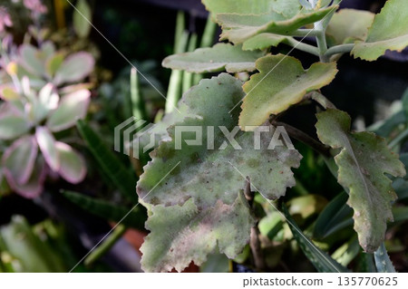 Close up of Kalanchoe beharensis Oak Leaf foliage with large velvety leaves. Decorative succulent showing textured surface and sculptural tropical form. Close up of Kalanchoe beharensis Oak Leaf foliage with large velvety leaves. Decorative succulent showing textured surface and sculptural tropical form. 135770625