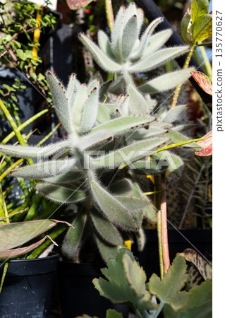 Full view of Kalanchoe tomentosa Fuzzy Wuzzy in a pot showing its upright branches and fuzzy leaves in a clean bright indoor environment. Full view of Kalanchoe tomentosa Fuzzy Wuzzy in a pot showing its upright branches and fuzzy leaves in a clean bright indoor environment. 135770627