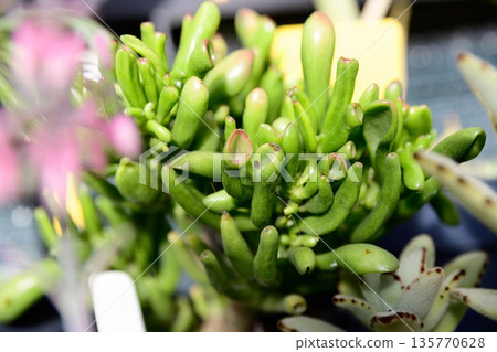 Close-up of Crassula ovata Coral showing thick succulent leaves with vibrant green and coral edges in natural light highlighting texture and detail. Close-up of Crassula ovata Coral showing thick succulent leaves with vibrant green and coral edges in natural light highlighting texture and detail. 135770628
