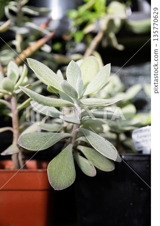 Full view of Senecio medley Woodii in a pot showing trailing heart-shaped leaves and slender stems in a bright indoor setting with natural light. 135770629