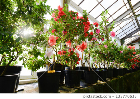 Blooming rhododendrons and azaleas in pots inside a sunny greenhouse. Spring and summer flowers with fresh green leaves creating a joyful bright atmosphere. 135770633