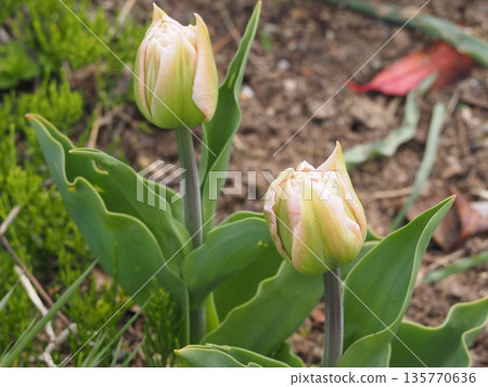 重瓣鬱金香「夢想家」花蕾 135770636