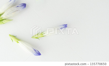 秋龍膽花背景,祭品,葬禮用花,白色背景 秋龍膽花背景,祭品,葬禮用花,白色背景 135770650