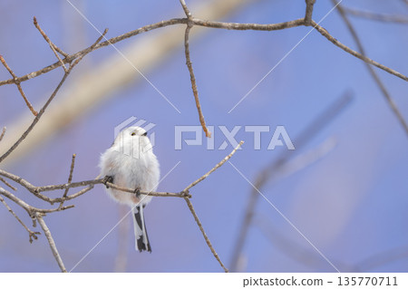 A long-tailed tit perched on a branch and gazing 135770711