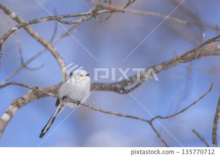 A long-tailed tit perched on a branch and gazing 135770712