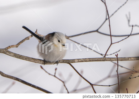 A long-tailed tit perched on a branch and gazing 135770713