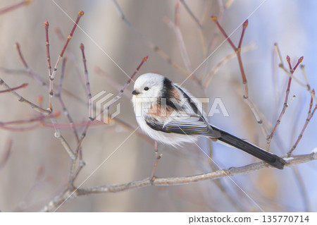 A long-tailed tit perched on a branch and gazing 135770714