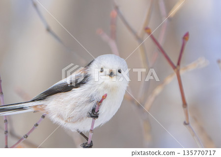 A long-tailed tit perched on a branch and gazing A long-tailed tit perched on a branch and gazing 135770717