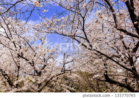 The spring evenings have arrived again this year, making your heart elated and your body bouncy. It's spring!! It's cherry blossoms!! It's cherry blossoms!! It's spring!! 135770765