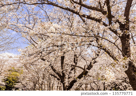 The spring evenings have arrived again this year, making your heart elated and your body bouncy. It's spring!! It's cherry blossoms!! It's cherry blossoms!! It's spring!! The spring evenings have arrived again this year, making your heart elated and your body bouncy. It's spring!! It's cherry blossoms!! It's cherry blossoms!! It's spring!! 135770771
