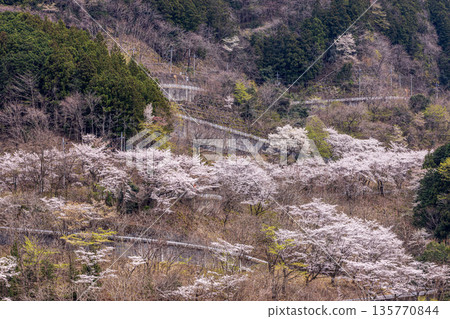 The spring evenings have arrived again this year, making your heart elated and your body bouncy. It's spring!! It's cherry blossoms!! It's cherry blossoms!! It's spring!! The spring evenings have arrived again this year, making your heart elated and your body bouncy. It's spring!! It's cherry blossoms!! It's cherry blossoms!! It's spring!! 135770844