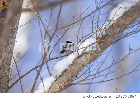 A long-tailed tit perched on a branch and gazing A long-tailed tit perched on a branch and gazing 135770864