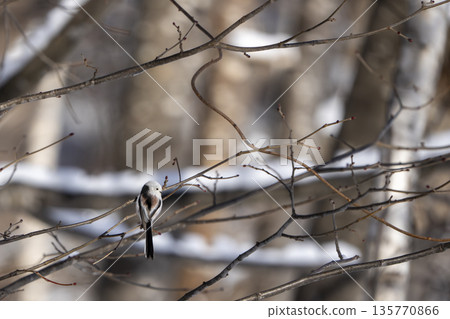 一隻長尾山雀棲息在樹枝上，凝視著… 135770866