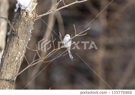 A long-tailed tit perched on a branch and gazing A long-tailed tit perched on a branch and gazing 135770868