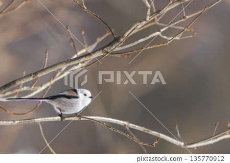 A long-tailed tit perched on a branch and doing a back flip A long-tailed tit perched on a branch and doing a back flip 135770912