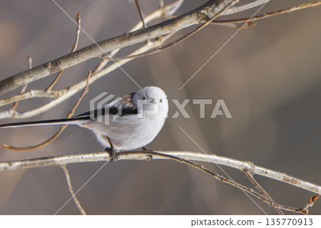 A long-tailed tit perched on a branch and doing a back flip A long-tailed tit perched on a branch and doing a back flip 135770913