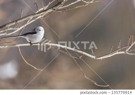 A long-tailed tit perched on a branch and doing a back flip 135770914