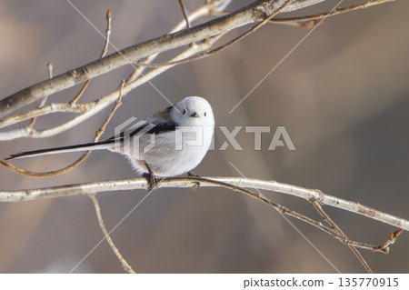 A long-tailed tit perched on a branch and doing a back flip A long-tailed tit perched on a branch and doing a back flip 135770915