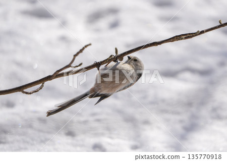 A long-tailed tit perched on a branch and doing a back flip 135770918