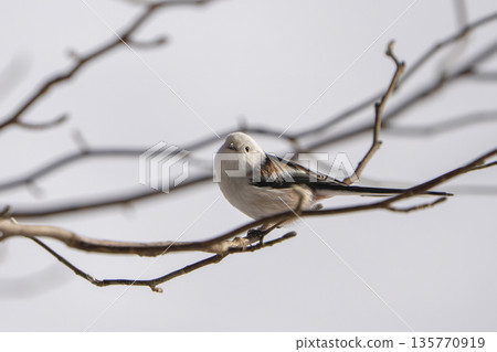 一隻長尾山雀棲息在樹枝上，做了個後空翻。 135770919