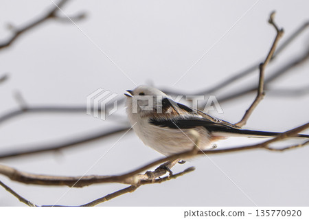 一隻長尾山雀棲息在樹枝上，做了個後空翻。 135770920