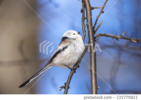 一隻長尾山雀棲息在樹枝上，做了個後空翻。 135770921