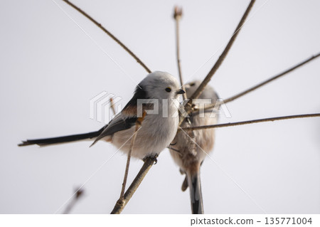 Long-tailed tits perched on a branch and gazing at each other Long-tailed tits perched on a branch and gazing at each other 135771004