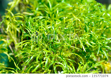 ARALIACEAE, Euodia or Polyscias sp ARALIACEAE, Euodia or Polyscias sp 135771074