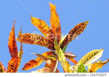 Codiaeum variegatium Blume or Croton, Variegated Laurel or Garden Croton or bicolor leaf 135771077