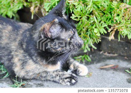 brown and blcak cat or unmindful cat on the ground 135771078