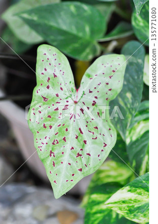Caladium miss muffet or Caladium, Caladium Bicolor Vent or Caladium bicolor Caladium miss muffet or Caladium, Caladium Bicolor Vent or Caladium bicolor 135771080