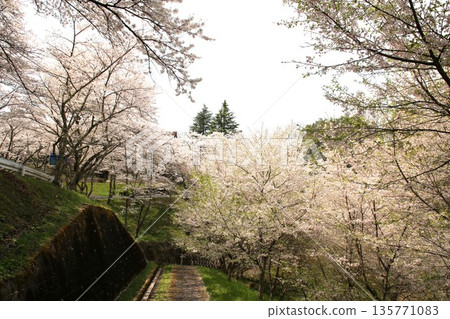 Cherry blossoms at Kasumigajo Castle, Fukushima Prefecture 135771083