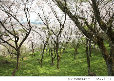 福島縣霞城櫻花盛開 福島縣霞城櫻花盛開 135771085