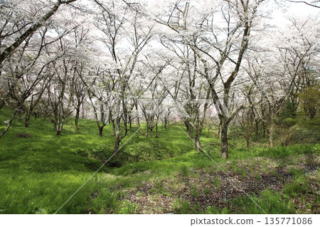 Cherry blossoms at Kasumigajo Castle, Fukushima Prefecture 135771086