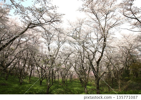 福島縣霞城櫻花盛開 135771087