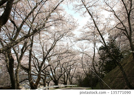 福島縣霞城櫻花盛開 135771090